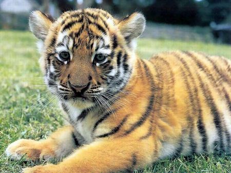 Cutest Tiger